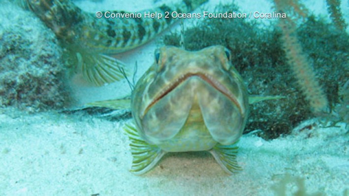 Lizardfishes (29)_497
